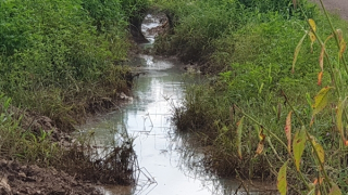 Công ty cung cấp thức ăn gây ô nhiễm môi trường