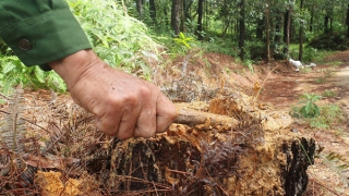 Nhiều cây thông 20 năm tuổi ở rừng đặc dụng Huế bị đốn hạ trơ gốc