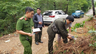 Điều tra vụ hàng loạt cây thông ở Huế bị đốn hạ trơ gốc