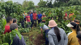EUDR có hiệu lực sẽ tác động đến doanh nghiệp xuất khẩu