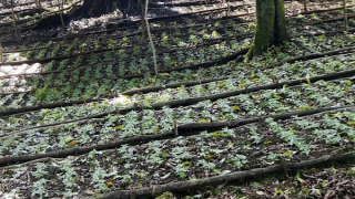 Quảng Nam nói gì trước hiện trạng sâm Ngọc Linh chết hàng loạt?