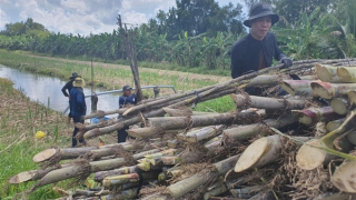 Nông dân lo lắng vì giá mía giảm mạnh