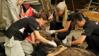 Hơn 300 cá thể gấu đang bị giam cầm trong các trại nuôi nhốt trên cả nước