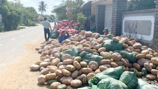 Lâm cảnh “được mùa, mất giá”, hàng ngàn tấn bí đỏ đang cần “giải cứu”