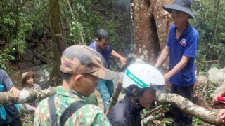 “Nước mắt” rừng xanh