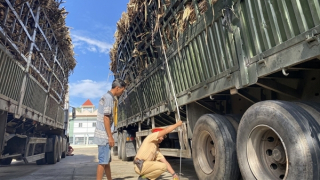Phát hiện đoàn xe container chở mía quá tải đến 100% trên Quốc lộ 22