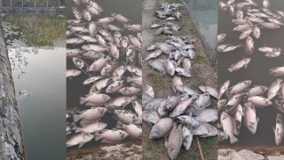 Thông tin về vụ cá chết hàng loạt nổi trắng mặt ao ở Sơn La