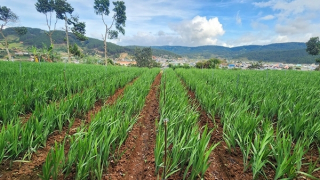 Thấp thỏm mùa hoa Tết Đà Lạt