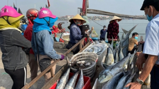 Xử phạt 72 tàu cá vi phạm khai thác hải sản bất hợp pháp