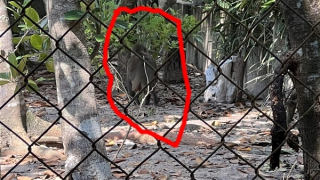 Khỉ hoang dã về làng tấn công làm 3 người bị thương