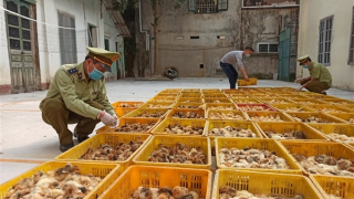 Chỉ thị ngăn chặn tình trạng nhập lậu, vận chuyển động vật trái phép