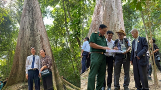 Bình Phước tổ chức lễ công nhận quần thể 162 cây di sản Việt Nam