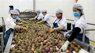 Kiểm soát chặt mã số vùng trồng để tránh nguy cơ bị mất thị trường xuất khẩu