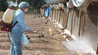 Ngăn chặn cúm gia cầm xâm nhập vào Việt Nam