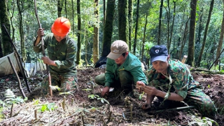 Dược liệu quý giúp người dân kiếm tiền tỷ và bảo vệ rừng