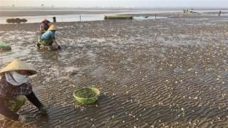 Người dân hoang mang vì gần 1.000 tấn ngao thương phẩm chết bất thường