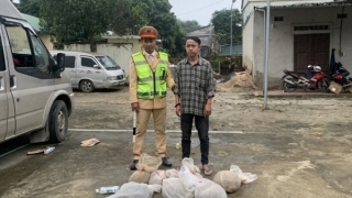 Giấu hàng chục cá thể tê tê và rắn trong xe chở chuối