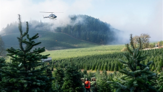 Sự thật độc hại về cây thông Noel