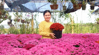 Thủ phủ hoa kiểng Sa Đéc tấp nập vào vụ Tết