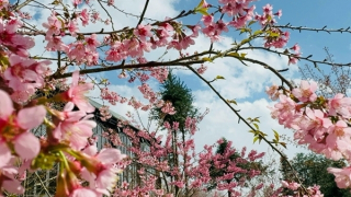 Hoa anh đào Nhật nở rực rỡ tại Fansipan chào đón năm mới