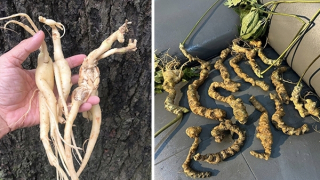 Khi quà thượng lưu bị làm giả