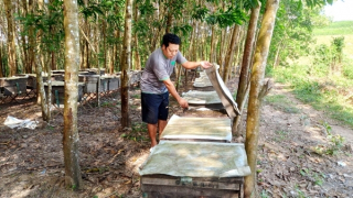 Theo chân những người nuôi ong lấy mật