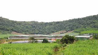 Dân bức xúc vì ô nhiễm môi trường từ trại chăn nuôi heo