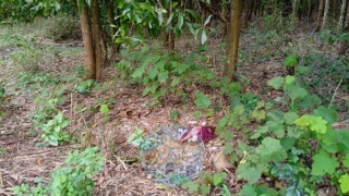 Phú Yên: Thêm một bé sơ sinh bị bỏ rơi trong rừng keo