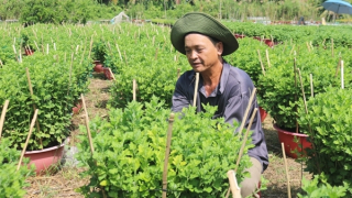 Làng nghề tất bật vụ Tết