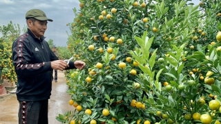 Đào, quất Tết được mùa