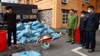 Kiểm tra trại chăn nuôi gà sát biên giới, lộ diện hơn 3 tấn cá tầm nghi nhập lậu