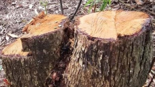 Bắt quả tang nhóm đối tượng đốn hạ rừng phòng hộ hồ Quao