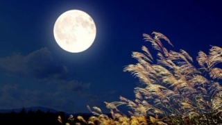 Cốc mùa đông...