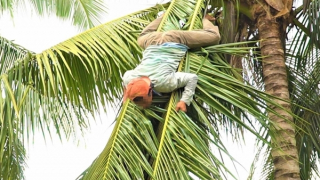 Trèo cây dừa bắt ong, người đàn ông té ngã tử vong
