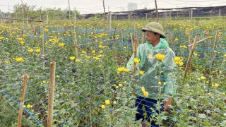 Người trồng hoa Tây Tựu phấp phỏng chờ… thời tiết
