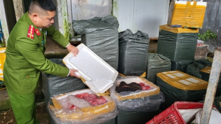 3 tấn thịt lợn đông lạnh không nguồn gốc chờ bán dịp Tết