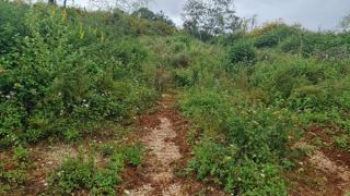 Điều tra dấu hiệu làm giả giấy tờ để mở đường ở Đà Lạt