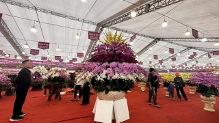 Chợ hoa, cây cảnh Tết vắng khách