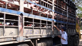 Lợn thịt nhập lậu vẫn ồ ạt tràn vào trong nước dịp giáp Tết