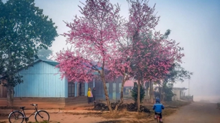 Mai anh đào rực rỡ trong chớm Xuân Langbiang