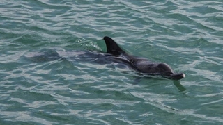 Đàn cá heo "khủng" xuất hiện ở vùng biển Cô Tô