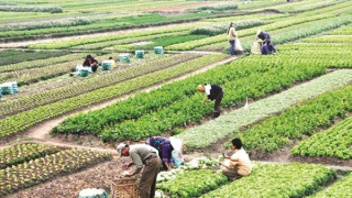 Người dân có đất nông nghiệp bị thu hồi sẽ được bồi thường bằng nhà ở