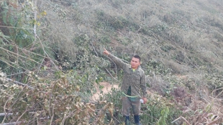 Bắt tạm giam đối tượng phá 1,6ha rừng