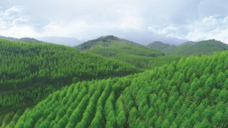 VINAFOR: Thành công “Từ trồng rừng đến sản phẩm”