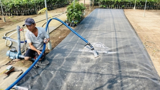 Nông dân miền Tây với nỗi lo hạn, mặn dịp Tết