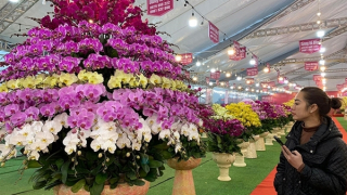 Hoa lan giá "khủng" ở Hà Nội: Khách mân mê, xuýt xoa rồi… về!