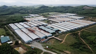 Dự án nuôi bò nghìn tỷ vẫn “chết yểu” sau tái cơ cấu