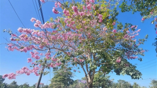 Đường hoa kèn hồng độc nhất ở Sóc Trăng "bung lụa" đón xuân