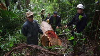 Khai thác lậu gỗ dổi để... lấy tiền tiêu Tết