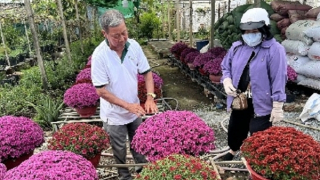 Muôn hoa khoe sắc tại làng hoa trăm tuổi ở Cần Thơ